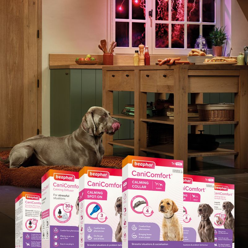 beaphar CaniComfort® Calming Diffuser for Dogs || beaphar || view 11