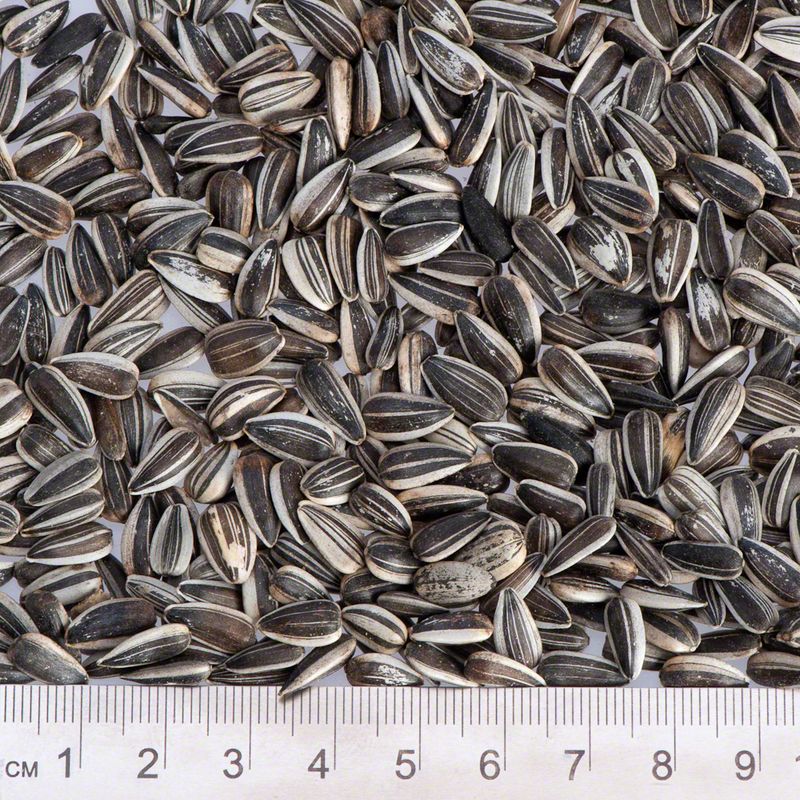 Lillebro Sunflower Seeds for Wild Birds || undefined || view 3