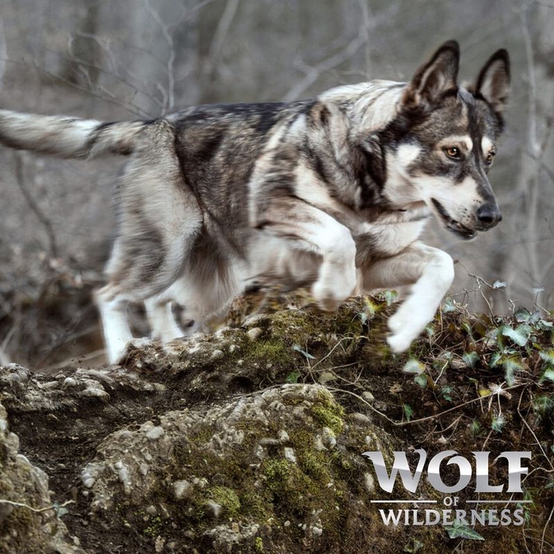 Wolf of Wilderness Adult "Blue River" - Salmon || Wolf of Wilderness || view 4