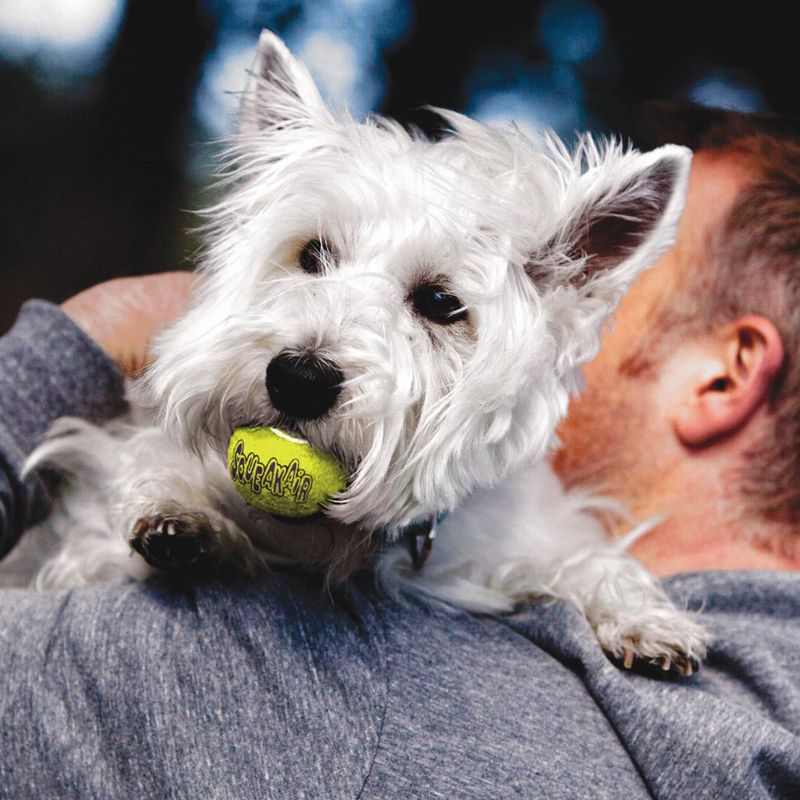 KONG AirDog Squeakair Ball || KONG || view 3