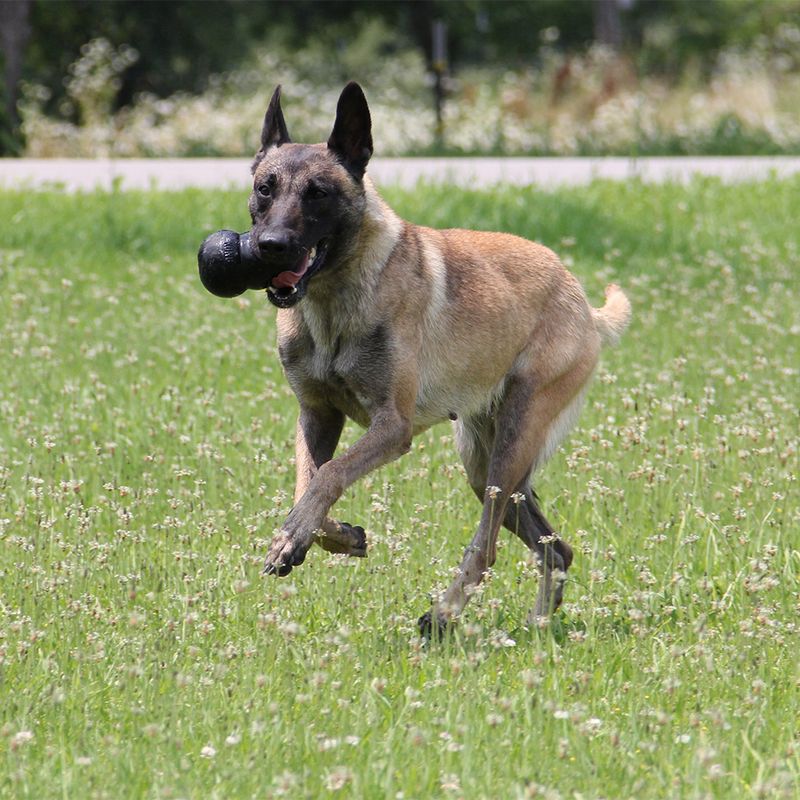 KONG Extreme - Black || KONG || view 13