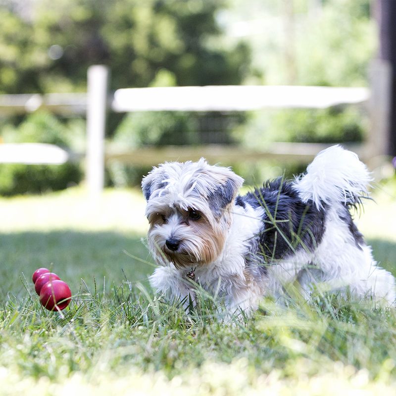 KONG Classic || KONG || view 16