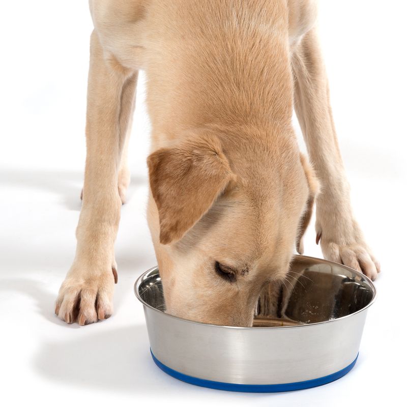 Premium Stainless Steel Bowl || zooplus Exclusive || view 12