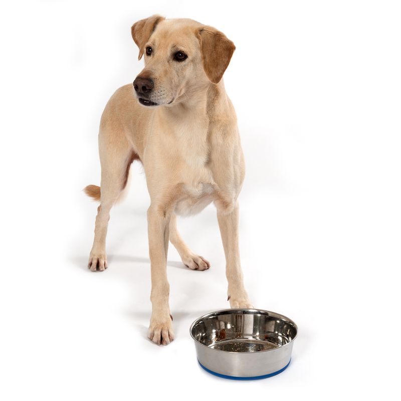Premium Stainless Steel Bowl || zooplus Exclusive || view 3