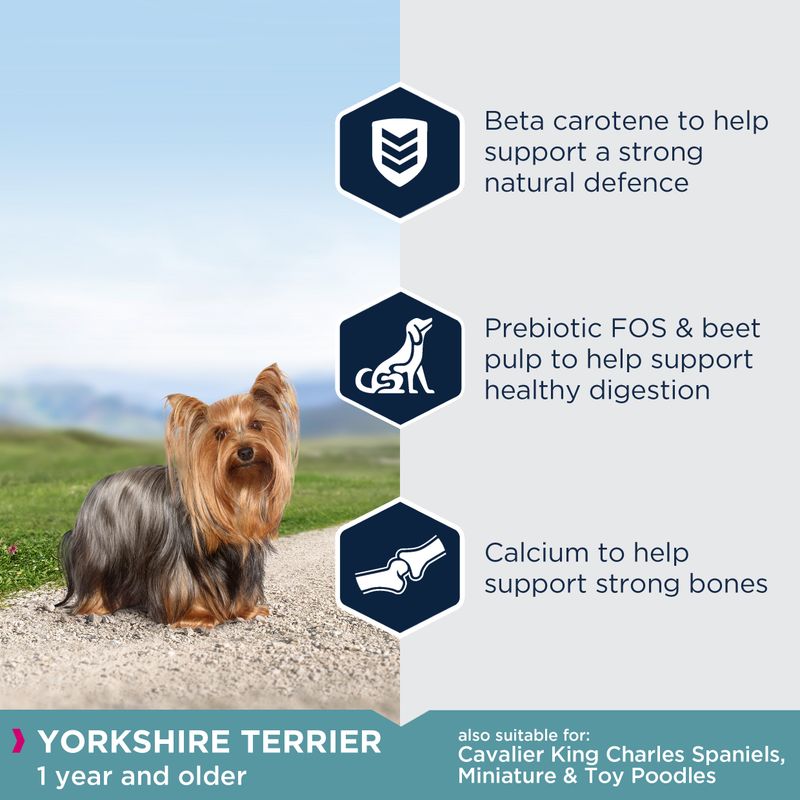 Eukanuba Yorkshire Terrier Adult || Eukanuba || view 2