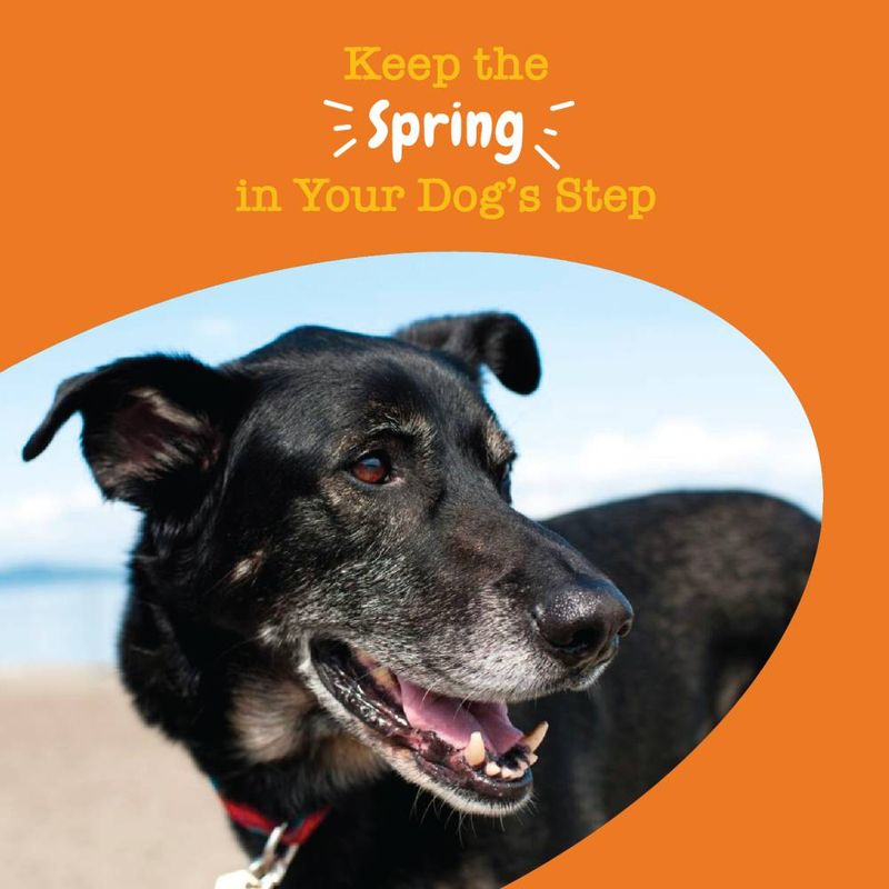 Zesty Paws Senior Advanced Hip & Joint Chews Mobility - Turkey || Zesty Paws || view 5