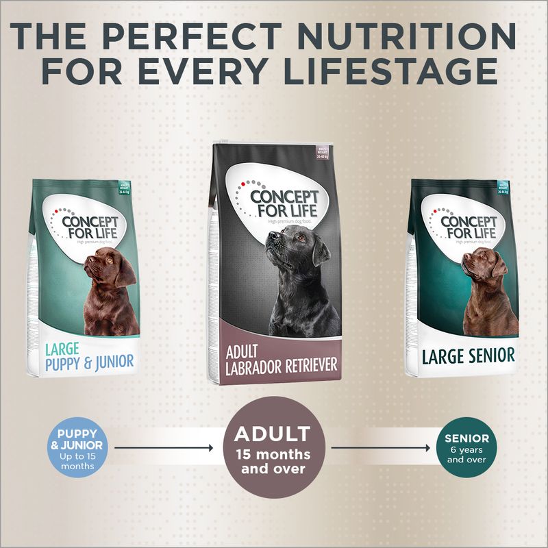Concept for Life Labrador Retriever Adult || Concept for Life || view 9