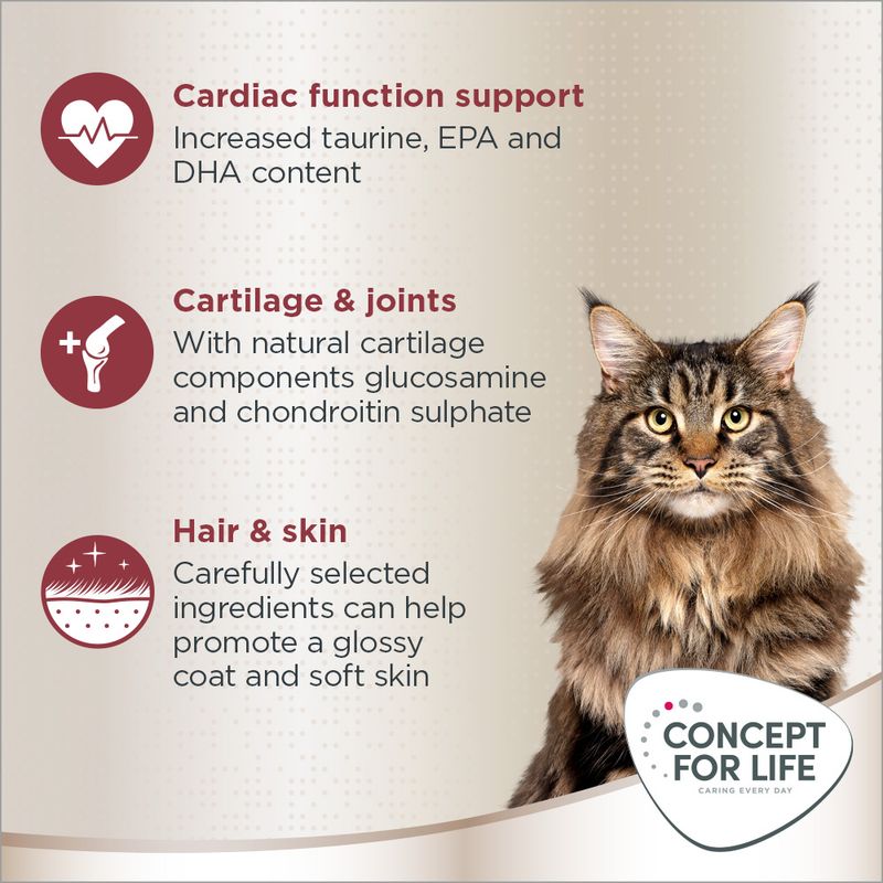 Concept for Life Maine Coon Adult || Concept for Life || view 7