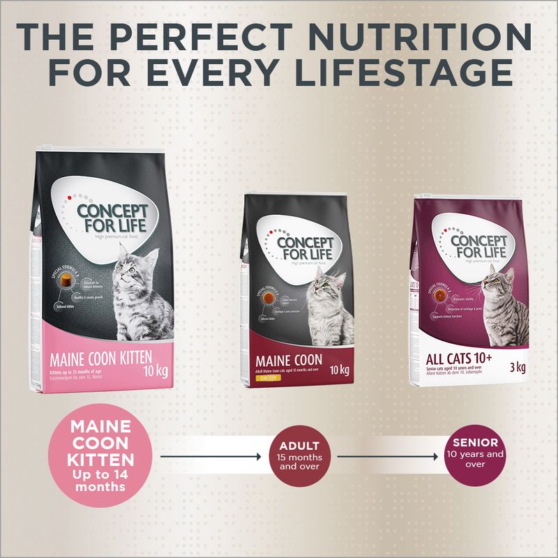 Concept for Life Maine Coon Kitten || Concept for Life || view 10