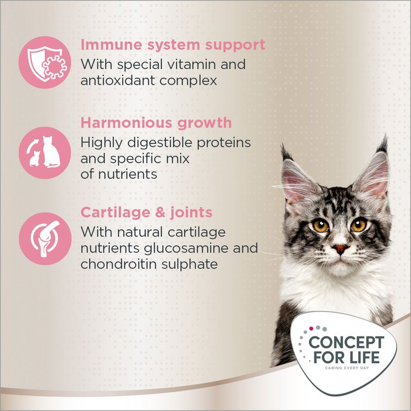 Concept for Life Maine Coon Kitten || Concept for Life || view 5