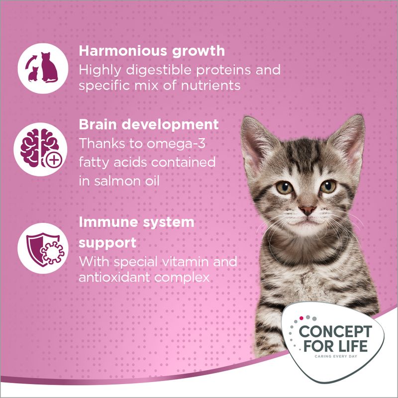 Concept for Life Kitten || Concept for Life || view 6