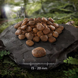 Wolf of Wilderness "Canadian Woodlands" with Beef, Cod & Turkey - Grain Free || Wolf of Wilderness || view 4