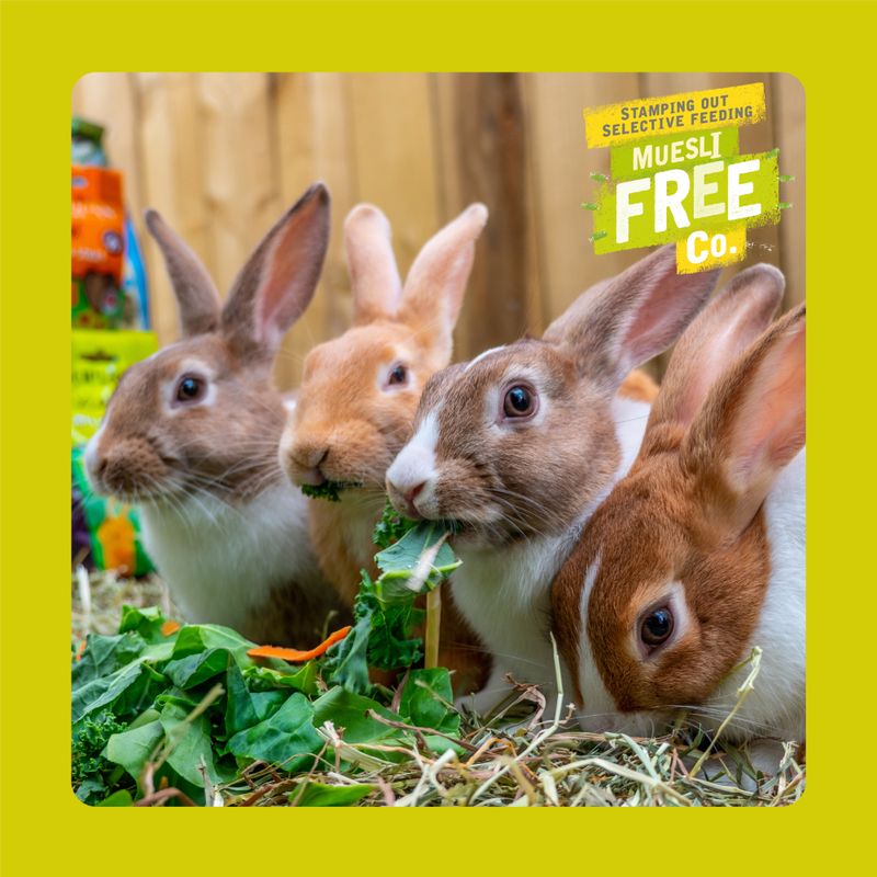 Burgess Excel Adult Rabbit Nuggets with Mint || undefined || view 6