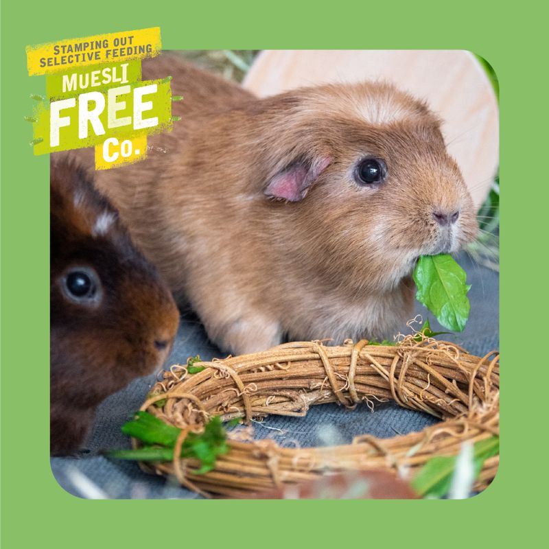 Burgess Excel Adult Guinea Pig Nuggets with Mint || undefined || view 7