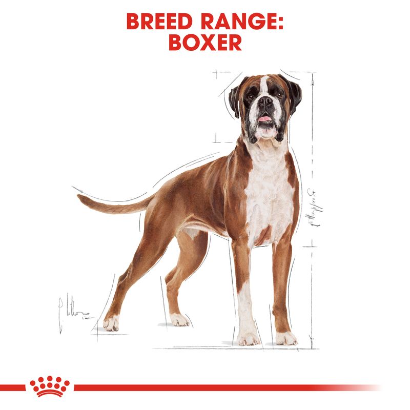 Royal Canin Boxer Adult || Royal Canin Breed || view 4