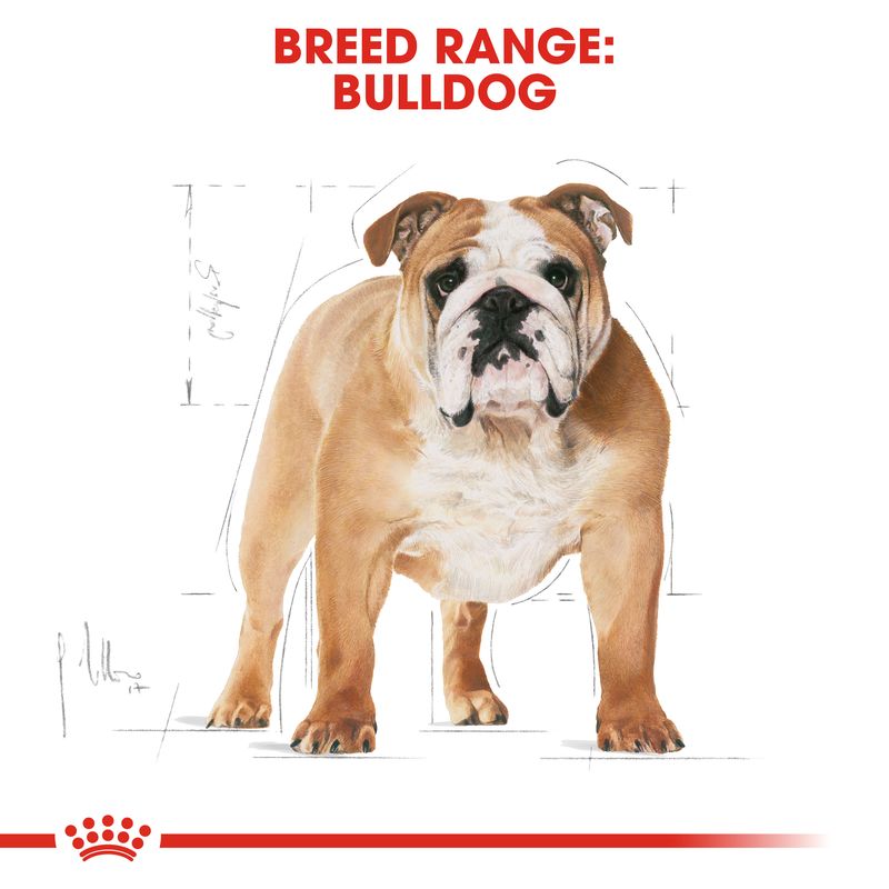 Royal Canin Bulldog Adult || Royal Canin Breed || view 6