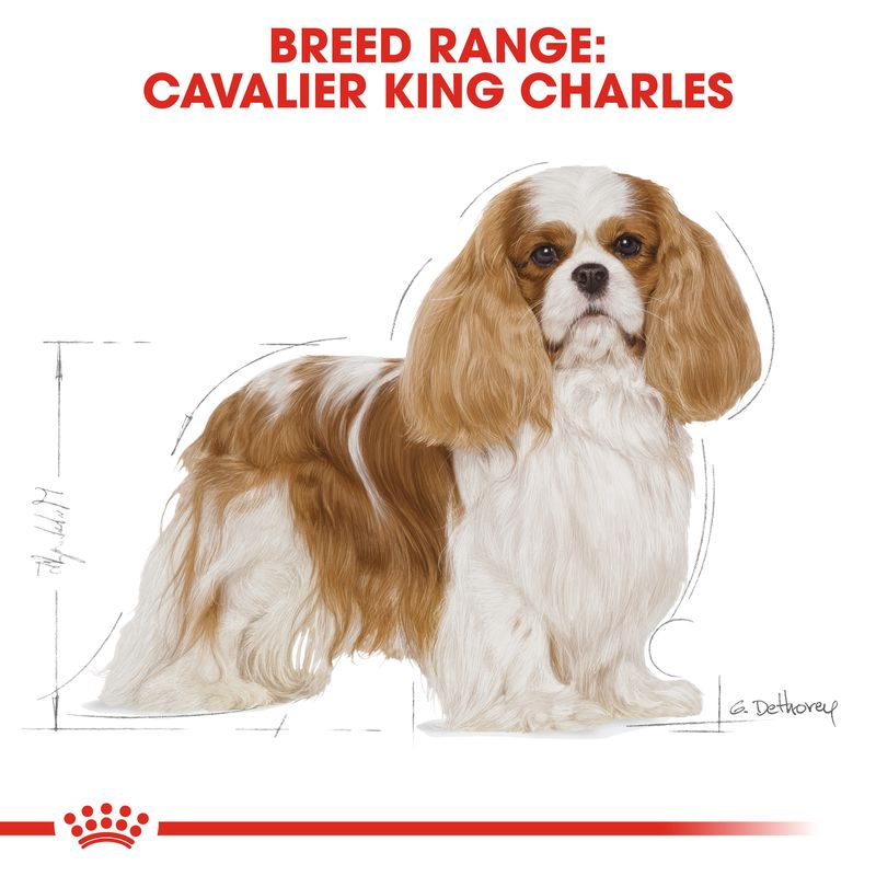 Royal Canin Cavalier King Charles Adult || Royal Canin Breed || view 6
