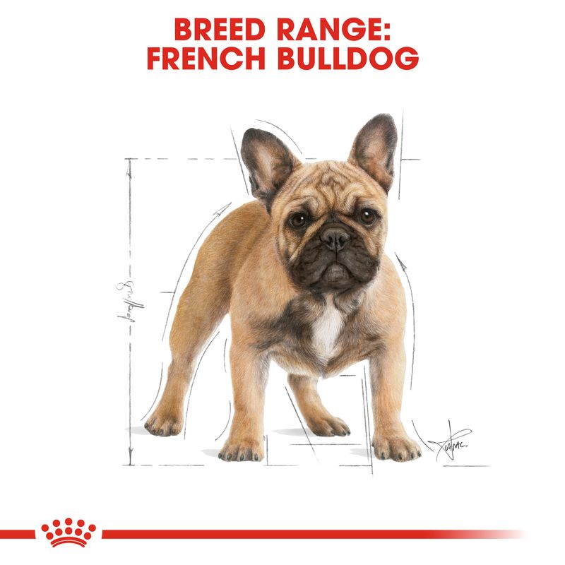 Royal Canin French Bulldog Adult || Royal Canin Breed || view 6