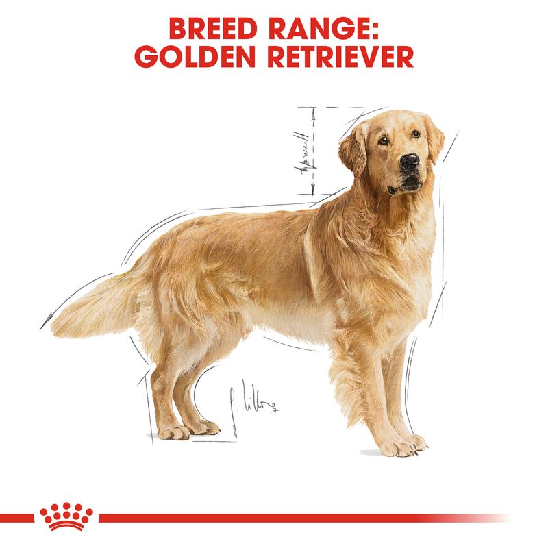 Royal Canin Golden Retriever Adult || Royal Canin Breed || view 6
