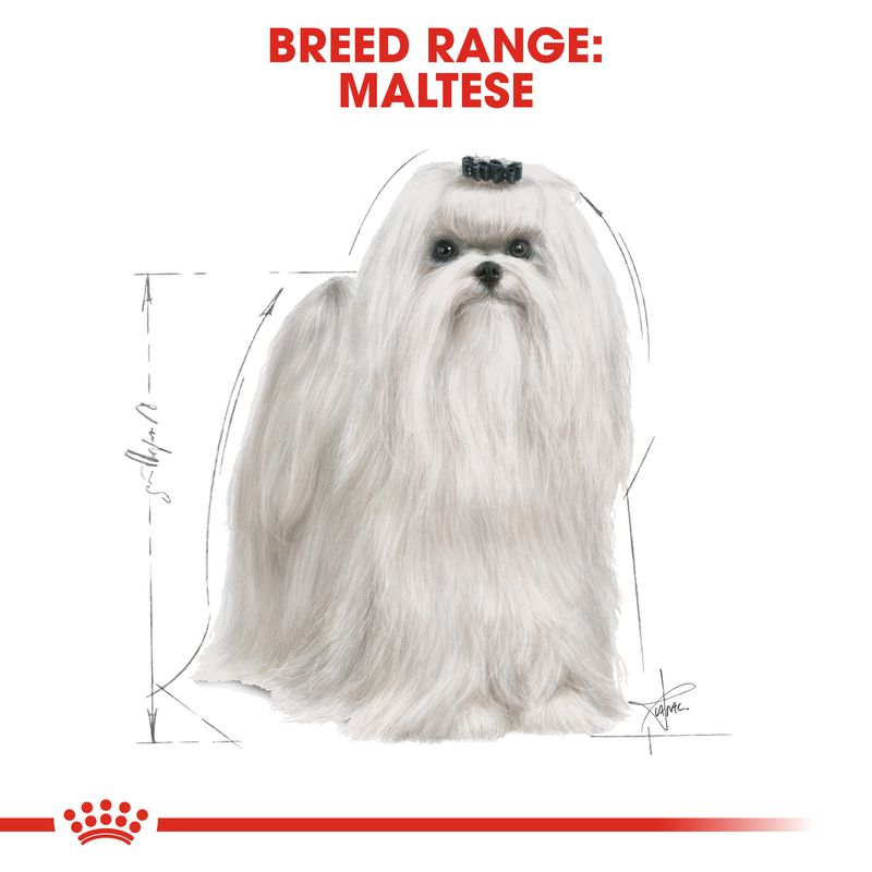 Royal Canin Maltese Adult || Royal Canin Breed || view 5
