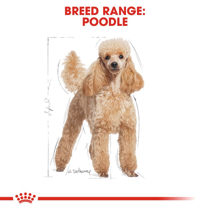 Royal Canin Poodle Adult || Royal Canin Breed || view 5