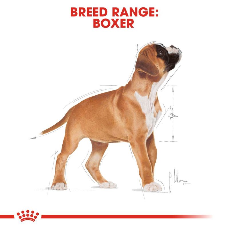 Royal Canin Boxer Puppy || Royal Canin Breed || view 6