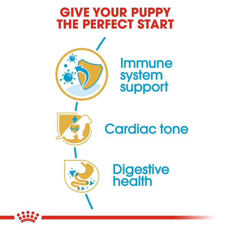 Royal Canin Cavalier King Charles Puppy || Royal Canin Breed || view 5