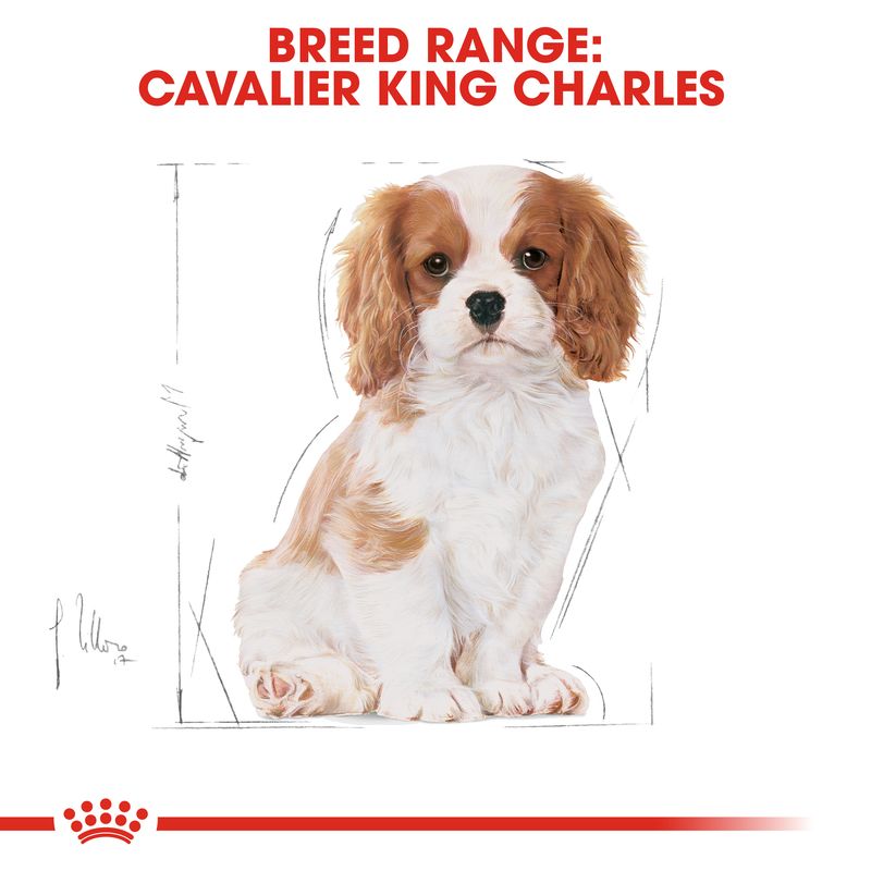 Royal Canin Cavalier King Charles Puppy || Royal Canin Breed || view 6