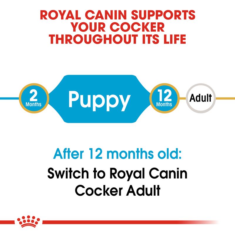 Royal Canin Cocker Spaniel Puppy || Royal Canin Breed || view 7