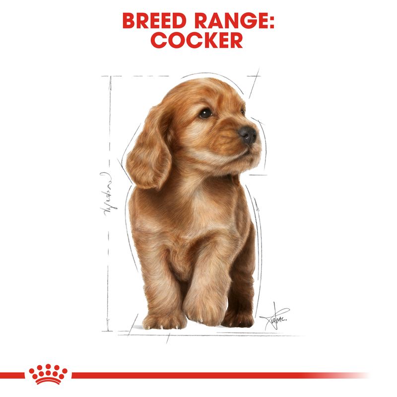 Royal Canin Cocker Spaniel Puppy || Royal Canin Breed || view 6