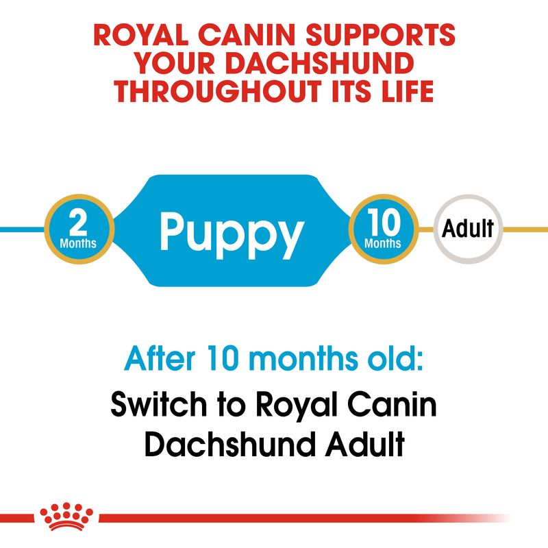 Royal Canin Dachshund Puppy || Royal Canin Breed || view 6