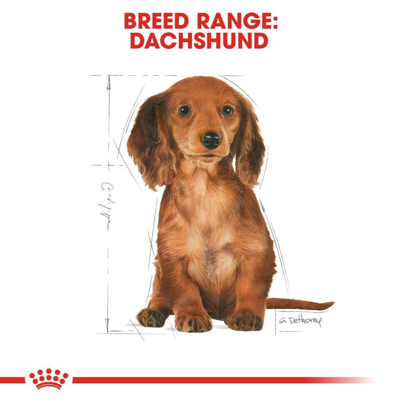 Royal Canin Dachshund Puppy || Royal Canin Breed || view 5