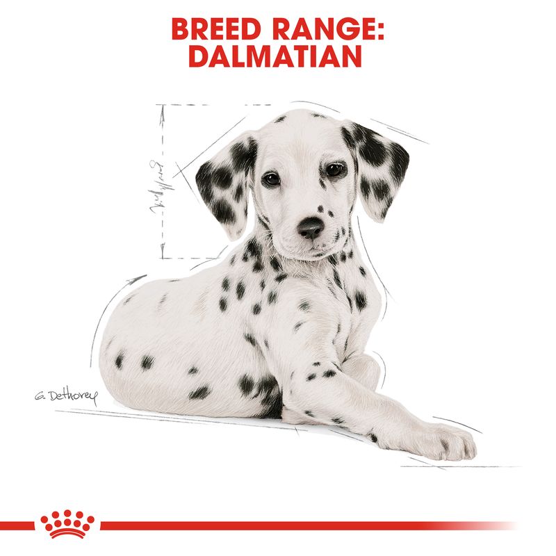 Royal Canin Dalmatian Puppy || Royal Canin Breed || view 6