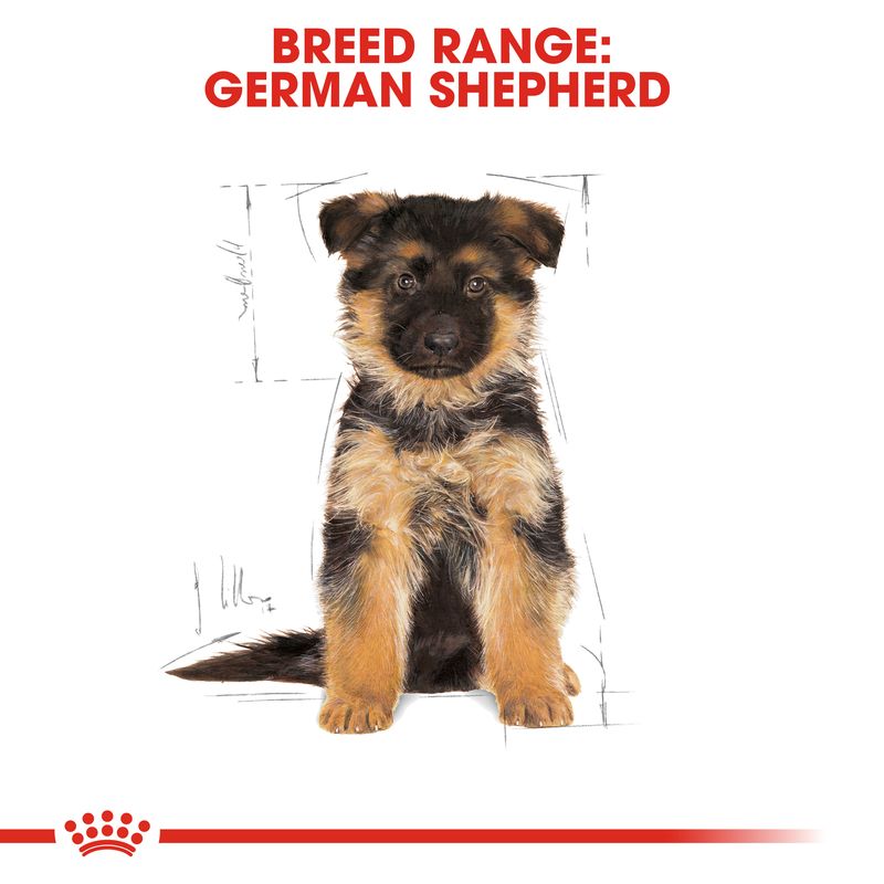 Royal Canin German Shepherd Puppy || Royal Canin Breed || view 6