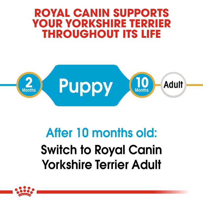 Royal Canin Yorkshire Terrier Puppy || Royal Canin Breed || view 5