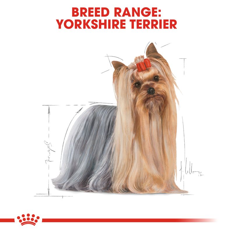 Royal Canin Yorkshire Terrier Adult || Royal Canin Breed || view 5