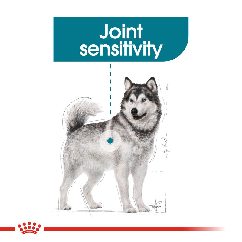 Royal Canin Maxi Joint Care || Royal Canin Care Nutrition || view 7