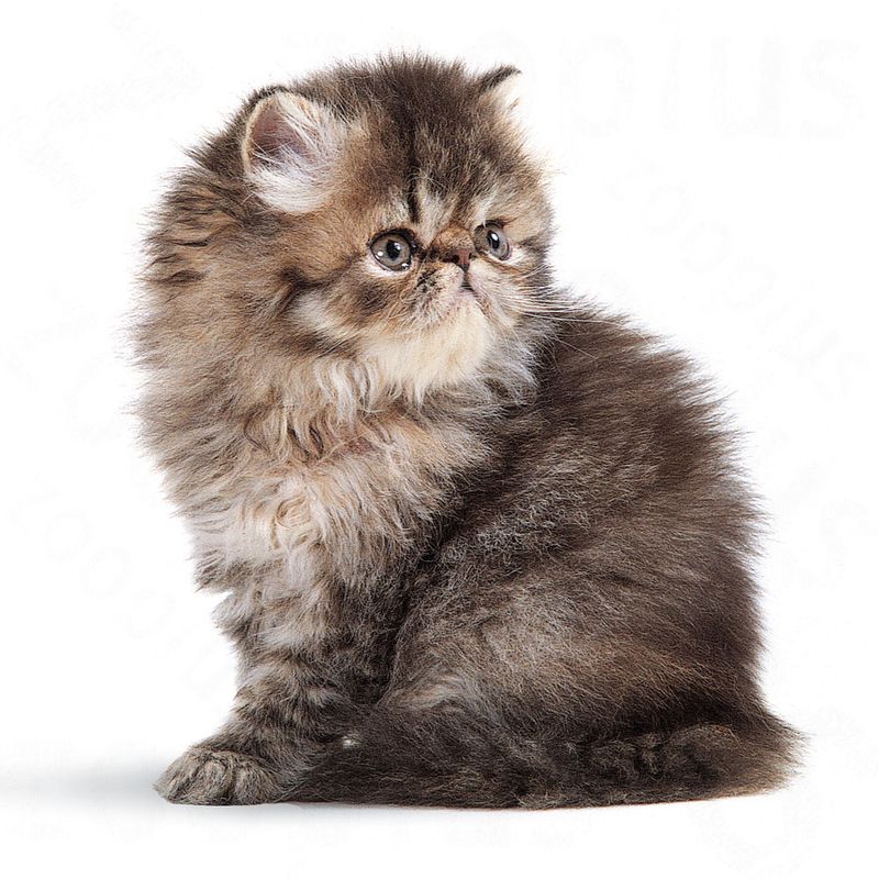 Royal Canin Persian Kitten || Royal Canin Breed || view 5