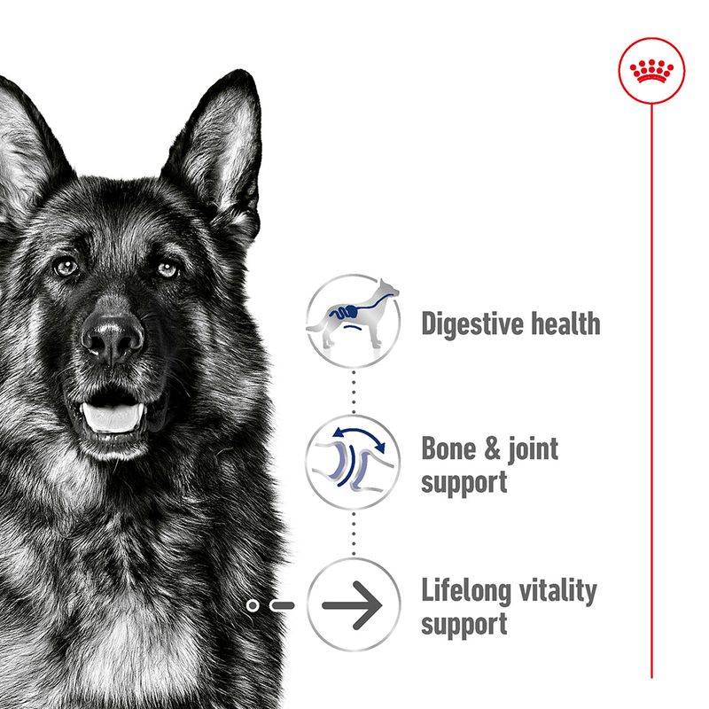 Royal Canin Maxi Ageing 8+ || Royal Canin Size || view 3