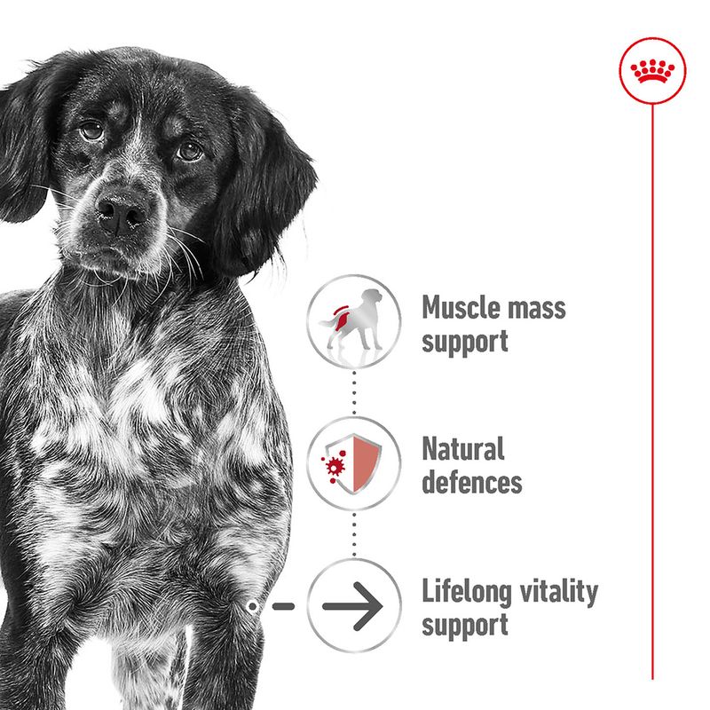 Royal Canin Medium Ageing 10+ || Royal Canin Size || view 3