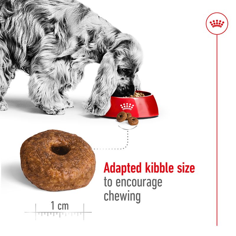 Royal Canin Medium Ageing 10+ || Royal Canin Size || view 5