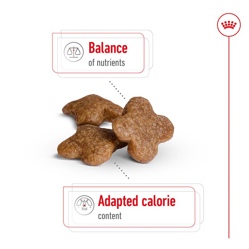 Royal Canin Mini Adult 8+ || Royal Canin Size || view 4