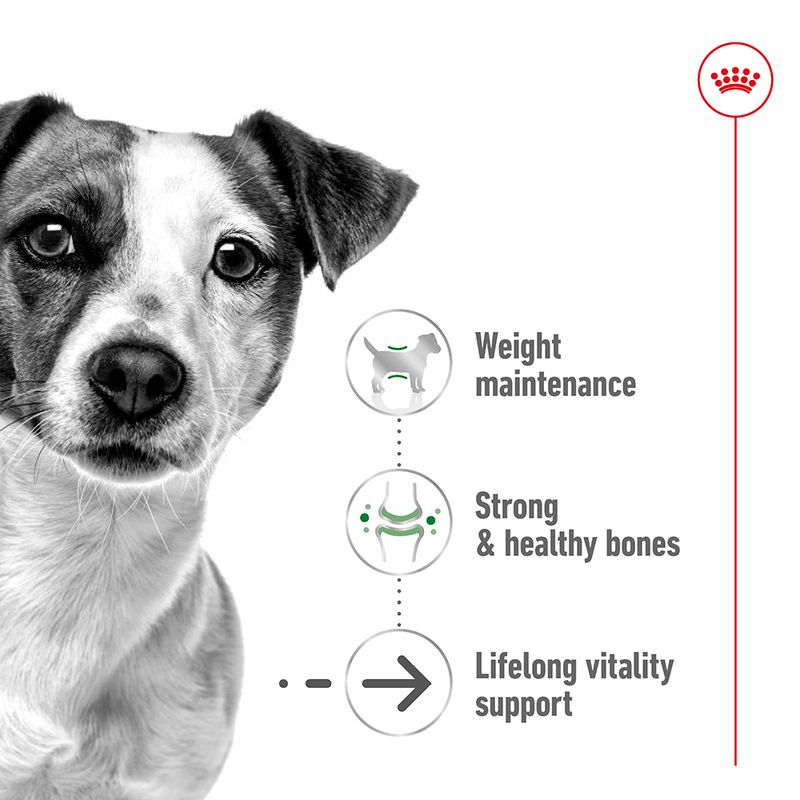 Royal Canin Mini Ageing 12+ || Royal Canin Size || view 3