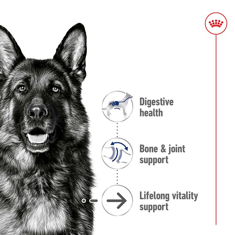 Royal Canin Maxi Ageing in Loaf || Royal Canin Size || view 3