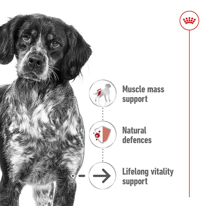 Royal Canin Medium Ageing in Gravy || Royal Canin Size || view 4