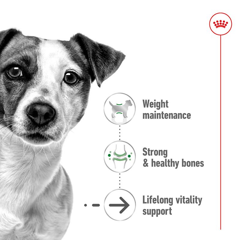 Royal Canin Mini Ageing in Gravy || Royal Canin Size || view 4