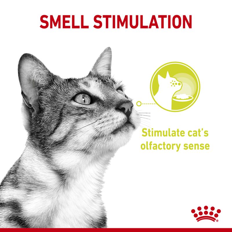 Royal Canin Sensory Smell in Gravy || undefined || view 3