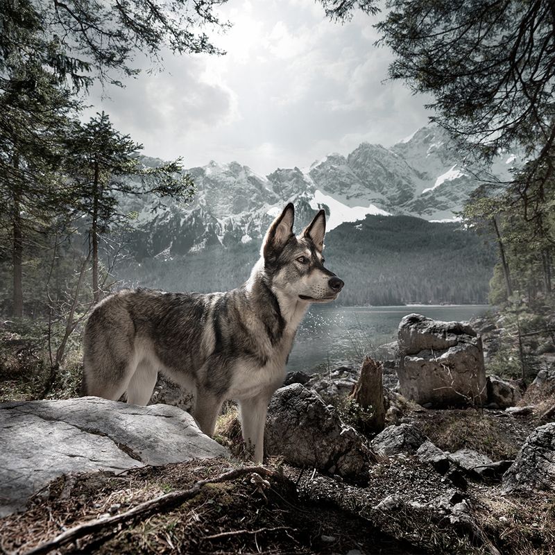 Wolf of Wilderness Dog Snack Bag || Wolf of Wilderness || view 6